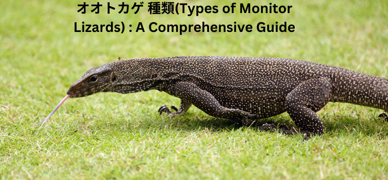 オオトカゲ 種類(Types of Monitor Lizards) : A Comprehensive Guide